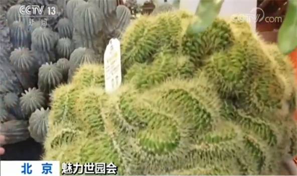 魅力世园会：中国馆大规模换展 珍稀植物亮相