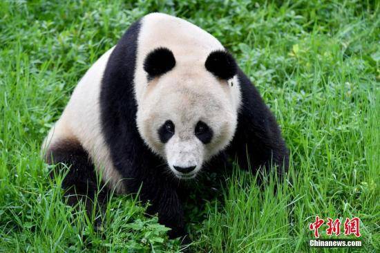 图为大熊猫“小礼物”。中新社记者安源摄