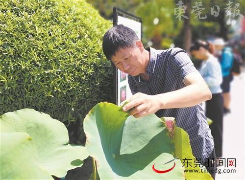 桥头荷花种植基地农艺师邓志平：种荷20余载让400个品种同时开花