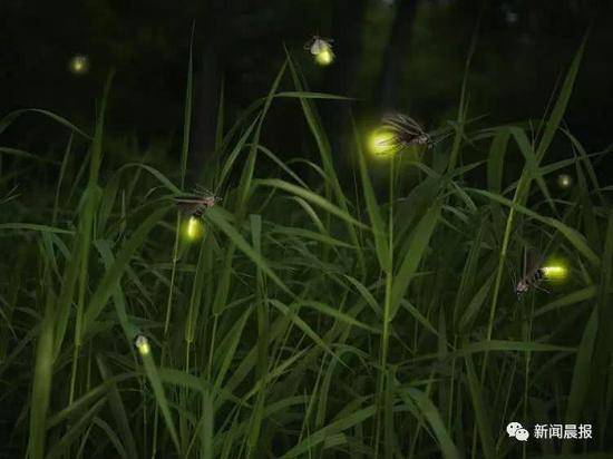 “百万萤火虫展”遭网友抵制:别再制造萤火虫坟墓