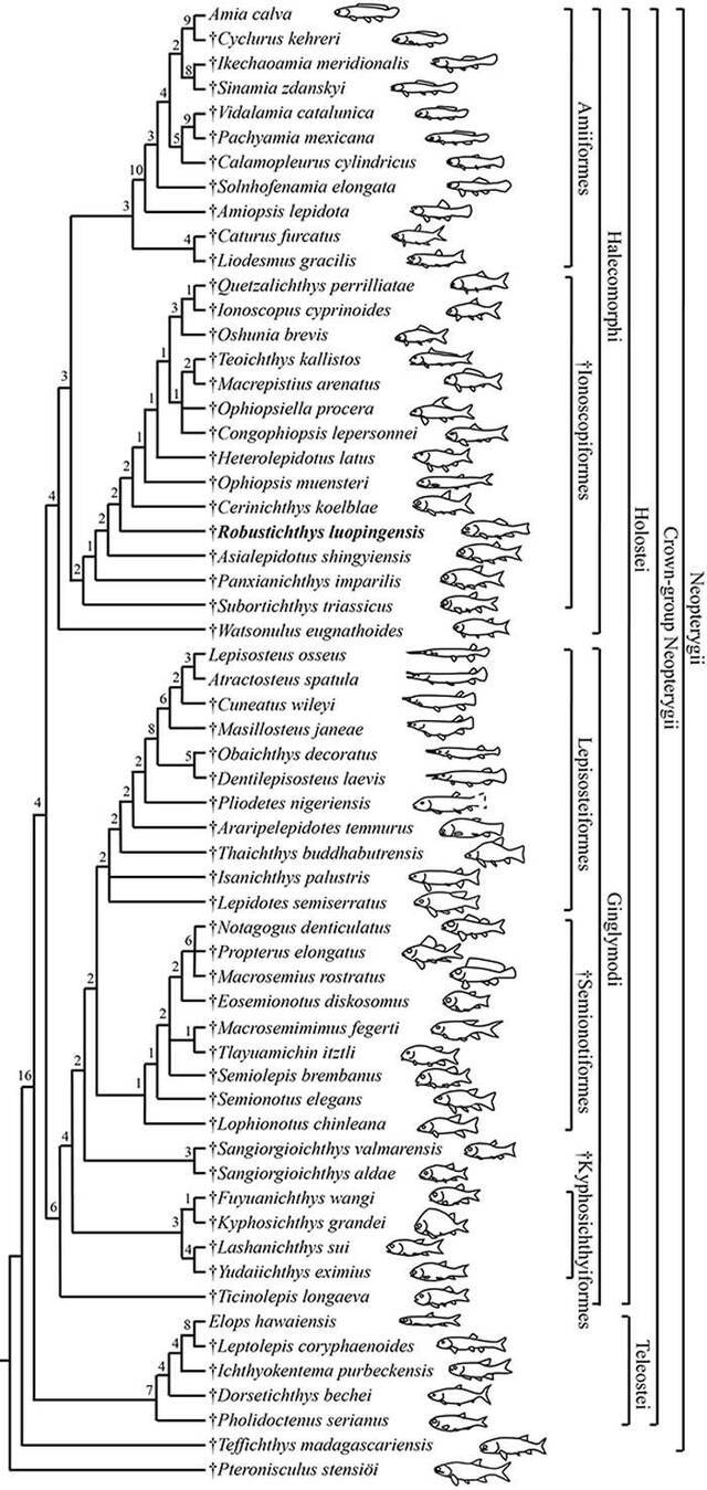 新重建的全骨鱼类分支进化树（徐光辉供图）