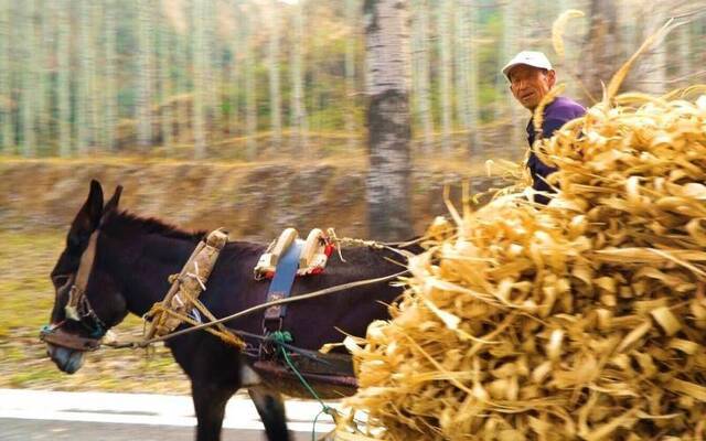 这个山西“贫困县”县长提着两袋小米走进了直播间