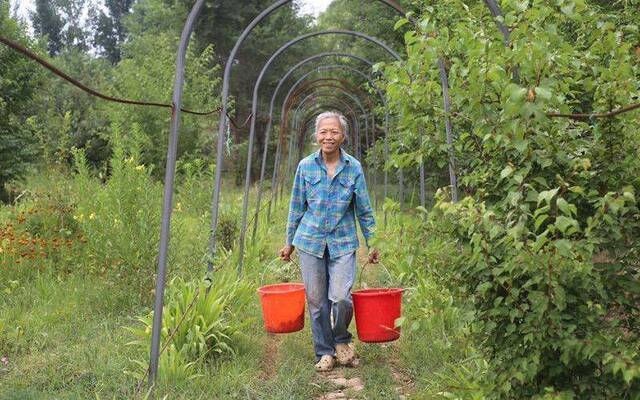 麦田丰收房山这六亩地迎来今年最后一波城市“麦客”