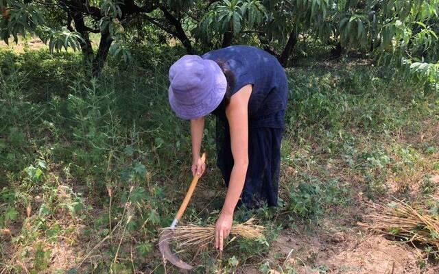 麦田丰收房山这六亩地迎来今年最后一波城市“麦客”