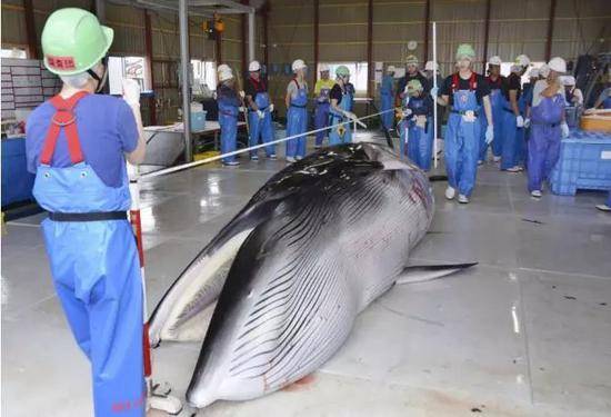 日本退出重要国际组织国际捕鲸委员会 系战后首次