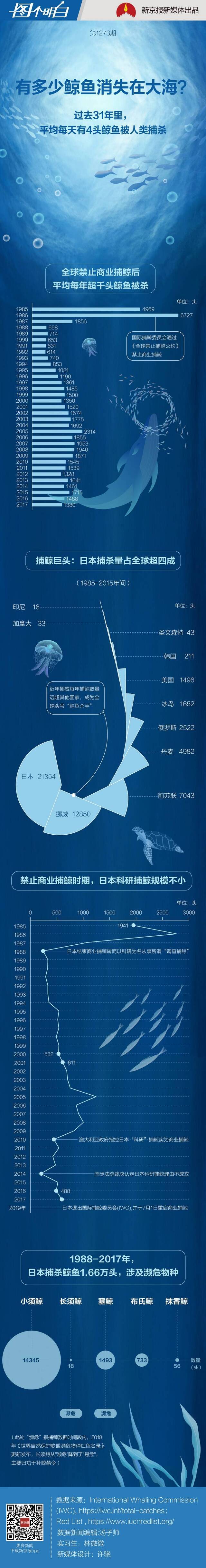 全球捕鲸回顾：禁止商业捕鲸后，仍有超4万头鲸鱼被猎杀