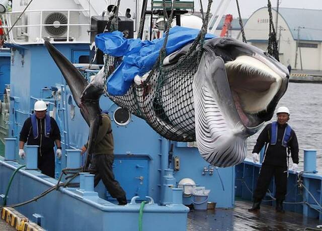 日本重启捕鲸第一天北海道渔船捕获2头小须鲸