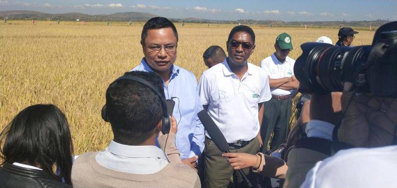 中国杂交水稻在非洲创高产纪录