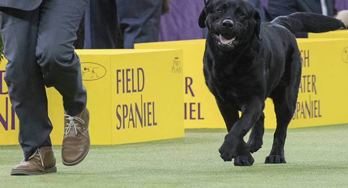 英国拉布拉多寻回犬“巴斯特”走失9年后重回主人怀抱