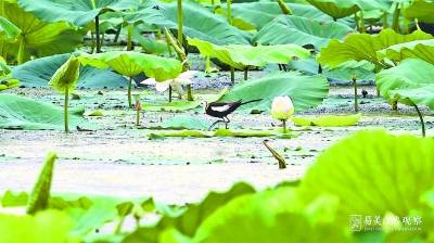 濒危野鸟“凌波仙子”现身月湖公园