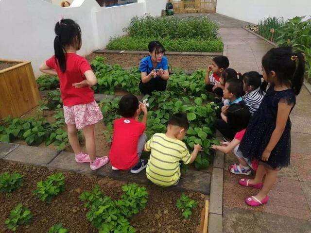 幼儿园开辟小菜园农业教育从学龄前开始