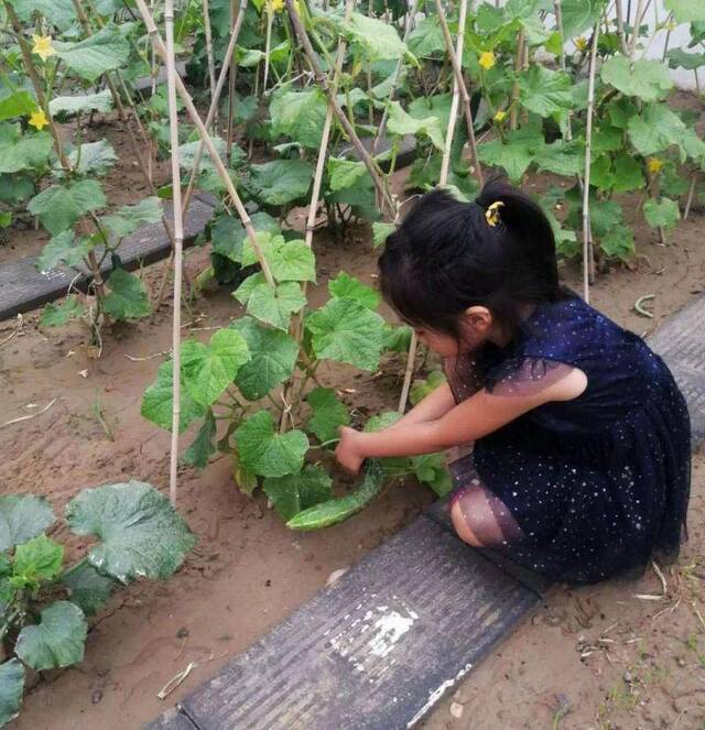 幼儿园开辟小菜园农业教育从学龄前开始