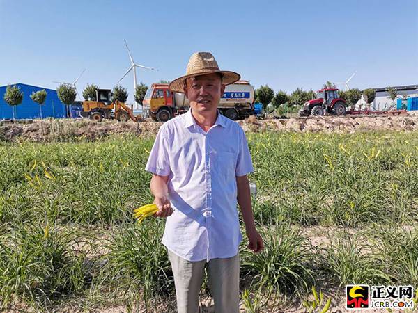 宁夏吴忠:富硒黄花菜成为红寺堡区脱贫致富的