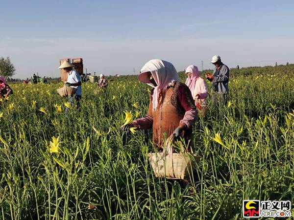 宁夏吴忠:富硒黄花菜成为红寺堡区脱贫致富的