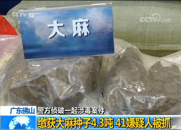 网上售卖大麻辩称不知违法 警察抓获涉案嫌犯41名