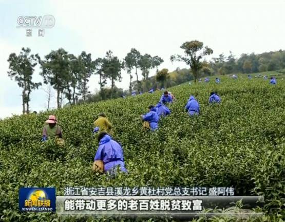 安吉白茶生根西部 先富帮后富 共奔小康路