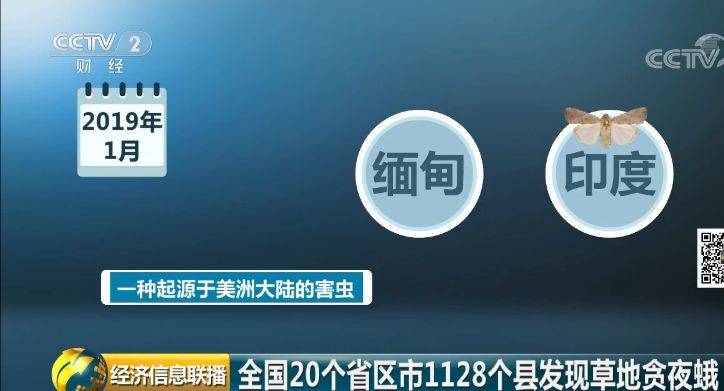 “行军虫”入侵我国20个省市 一只幼虫毁一株玉米