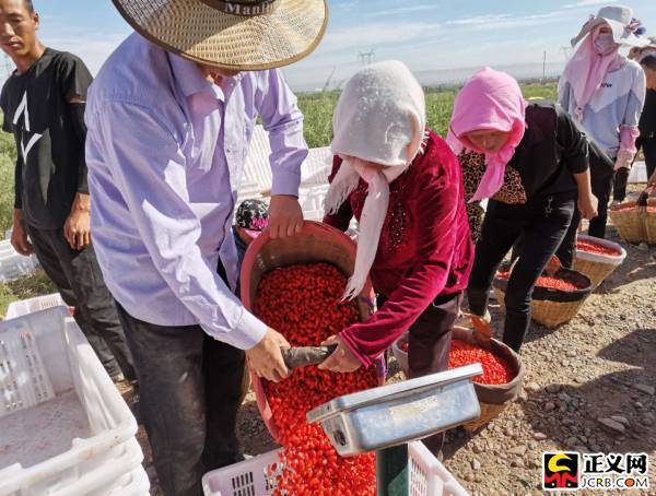 宁夏同心：红枸杞成为农民致富的“绿色银行”