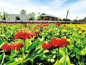 夏日观花捞渔河湿地公园花展等你来