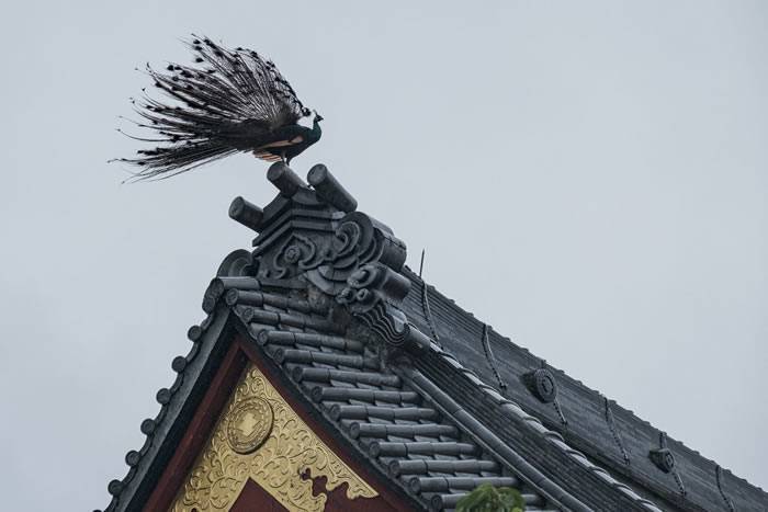 日本茨城县雨引山乐法寺拍到神兽“凤凰”在天空中翱翔？原来是只孔雀