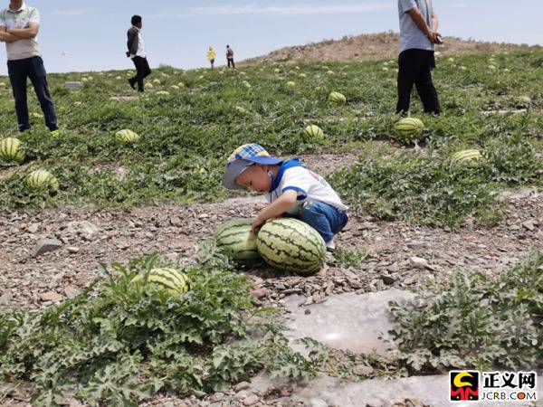 宁夏中卫:小西瓜做成大产业变成村民增收的