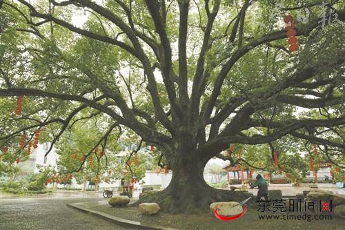 学杭甬 媒体行②｜乡村振兴的宁波样本：绿树村边合 青山变金山