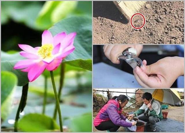 北京圆明园考古挖掘出来的沉睡百年古莲子成功“复活”开出第一朵花
