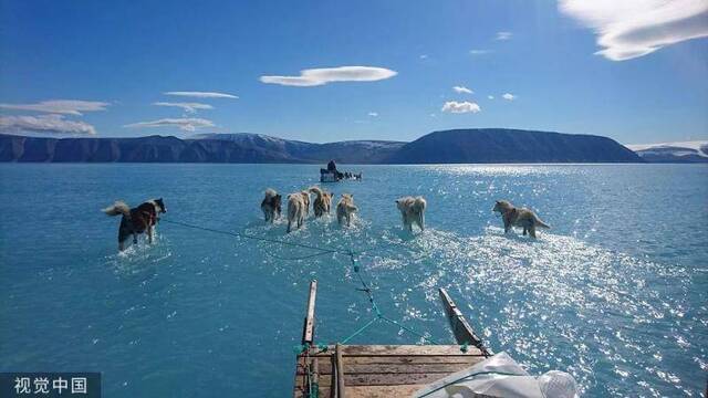 北极冰层融化格陵兰雪橇犬涉水而行。/视觉中国