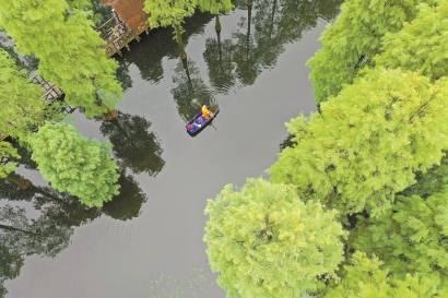 青西郊野公园“水上森林”重新对外开放