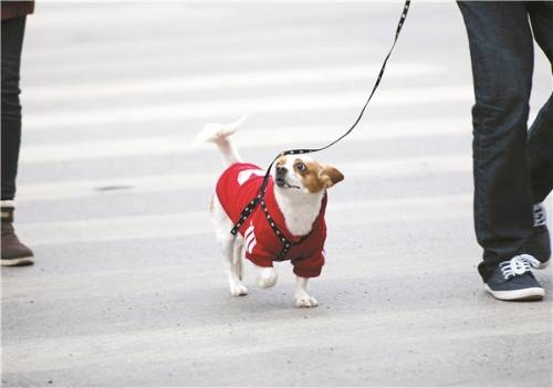 时间表确定！文明养犬分“三步走”