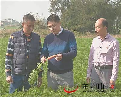 爱国情 奋斗者 石碣扶贫队领队何齐英：一根胡萝卜脱贫一个村