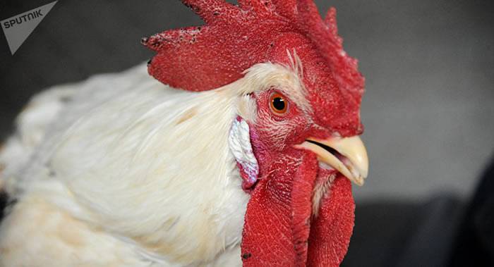 瑞士苏黎世法院对一只在夜里打鸣声过大的公鸡做出了判决