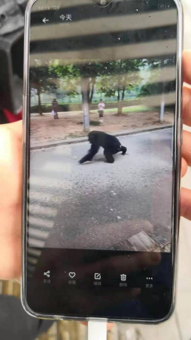 合肥野生动物园一黑猩猩出逃 还在园内与警方对峙