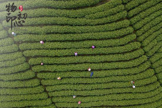 2018年3月，采茶工们在浙江省安吉县溪龙乡黄杜村的茶山上采摘春茶