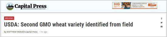 美农业部：转基因小麦暂未流入市场