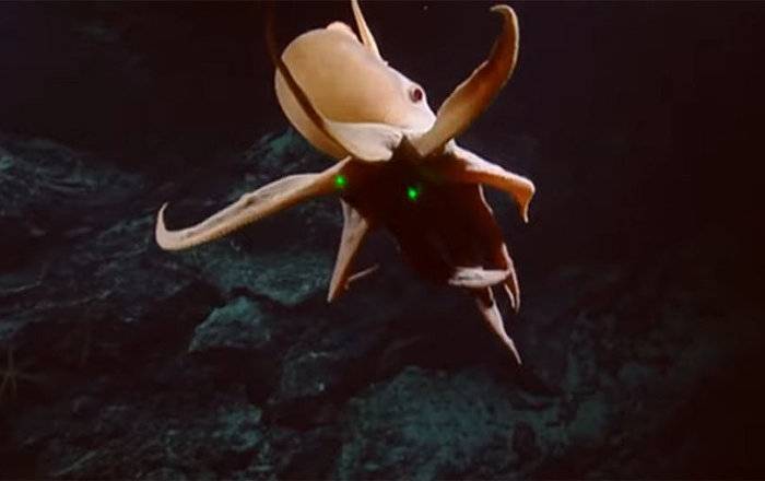 科学家在太平洋北部拍到极其罕见的小飞象章鱼（Grimpoteuthisbathynectes）