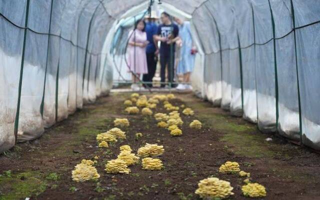 房山东村：靠环境挣钱，向林子要钱