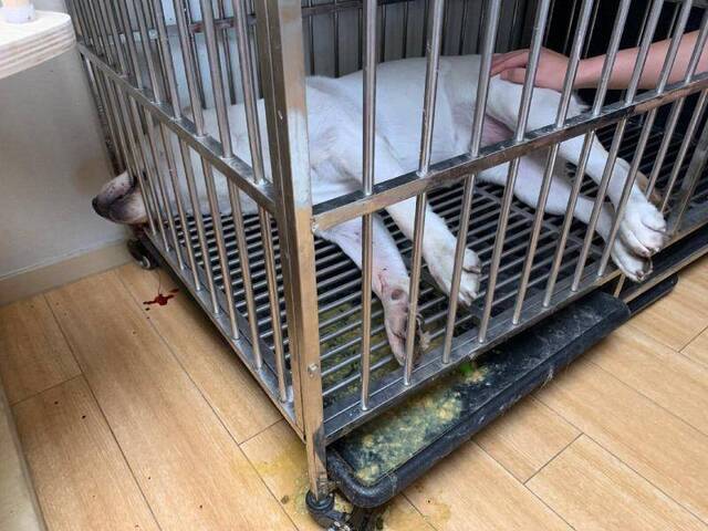 北京门头沟一小区两宠物犬疑中毒身亡，警方称正调查