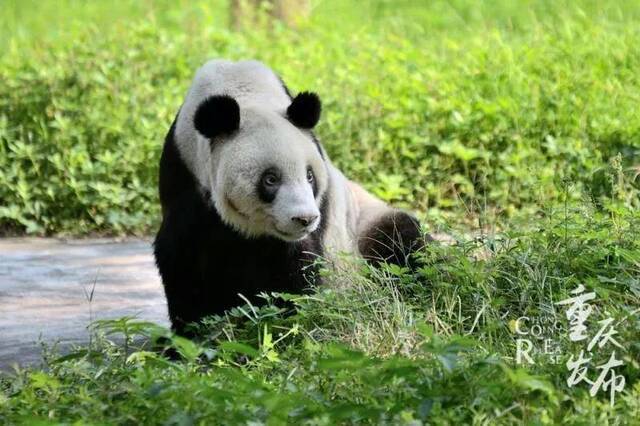 罕见！重庆动物园两只熊猫妈妈同日产下双胞胎