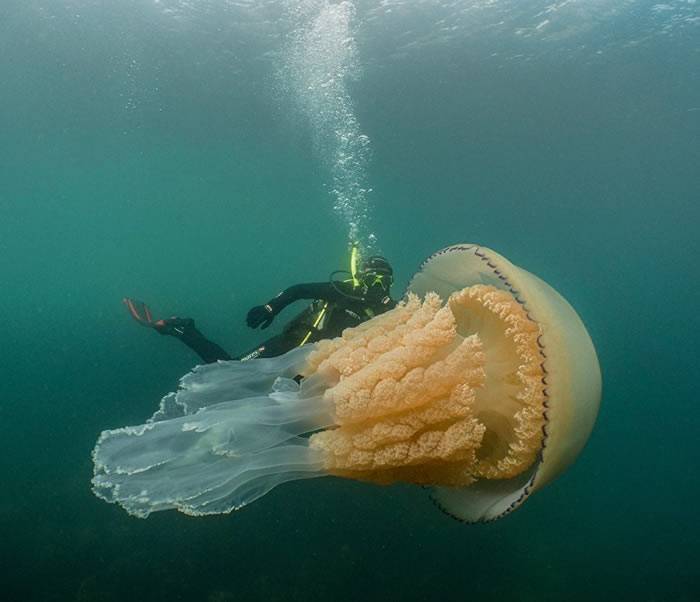 英国南部康沃尔郡海岸拍到一只和人一样大的巨型水母