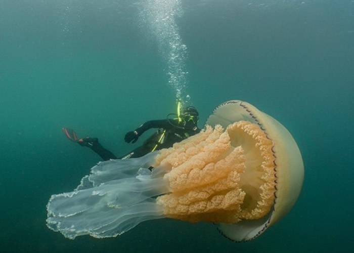 英国生物学家到康沃尔郡潜水时遇上一只与人身体差不多大小的巨型桶水母