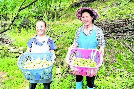 “夏秋决战”再作为 贵州各地农村产业革命如火如荼