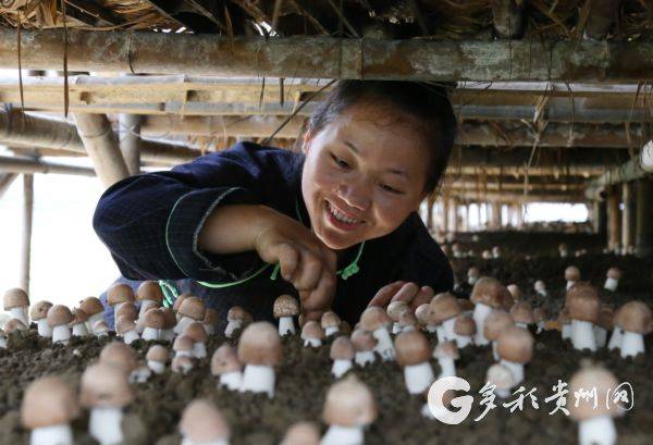 脱贫攻坚看贵州：一场革命 一篇文章 几份保障