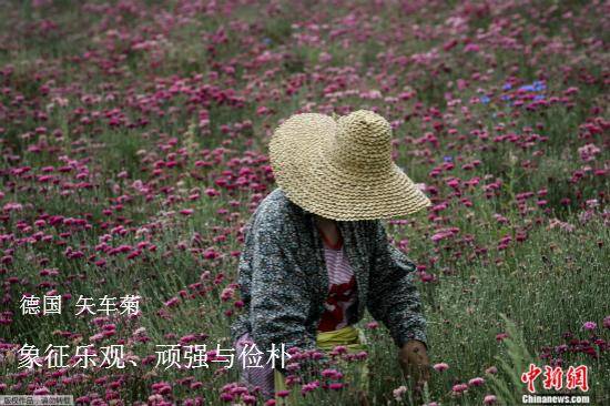 万花丛中过，独爱这一枝：你想知道的各国国花选美都在这！