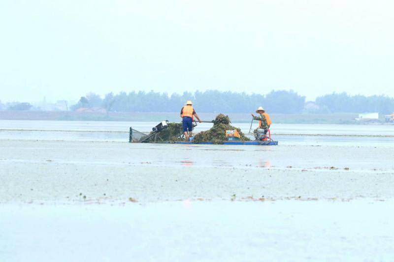 清菱角被指捣毁浮鸥巢，湖北一湿地公园称将保留400亩