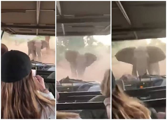 南非野生动物园大象发怒冲击吉普车司机镇定倒车带游客脱险境