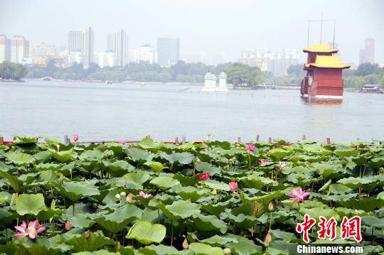 资料图：济南大明湖景区。中新网孙宏瑗摄