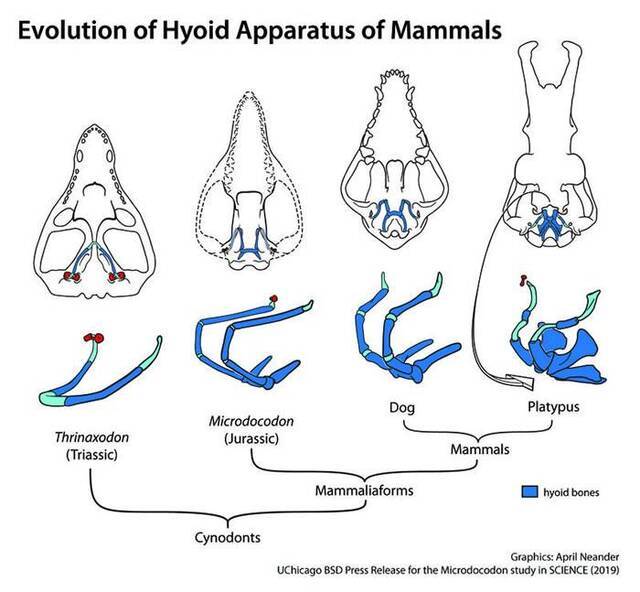 新的侏罗纪哺乳型动物揭示了哺乳动物舌骨的早期演化（Credit: April I. Neander, the University of Chicago）