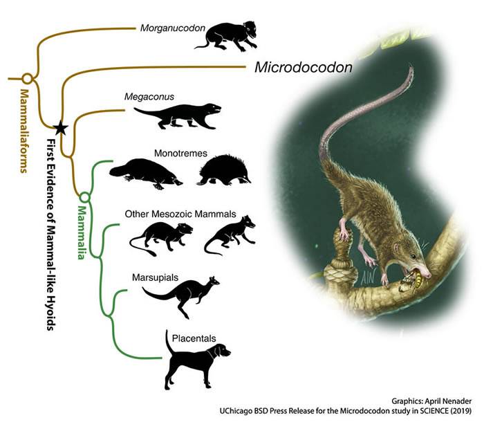 “微小柱齿兽”属于原始哺乳型动物中的柱齿兽类支系（Docodonta）。（Credit: April I. Neander, the University of