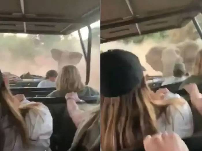 南非野生动物园大象怒追吉普车狂伸象鼻翻车老司机超强神技救游客